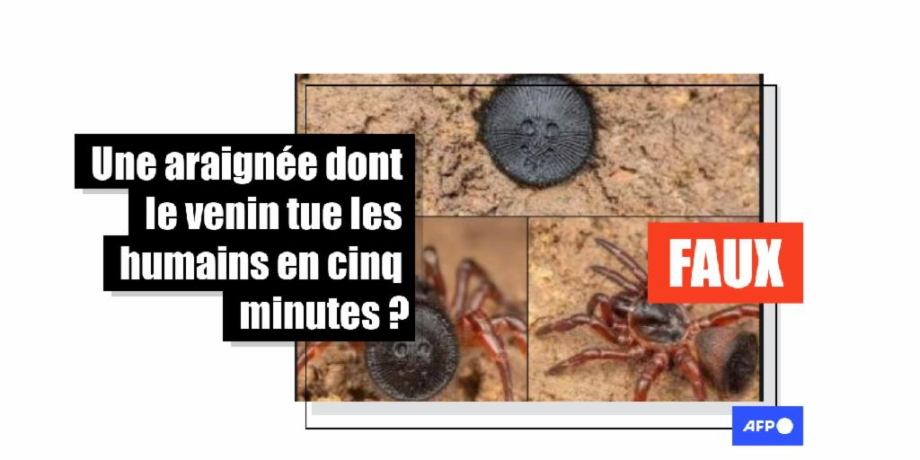 Nos araignées sont en danger et ce n'est pas une bonne nouvelle