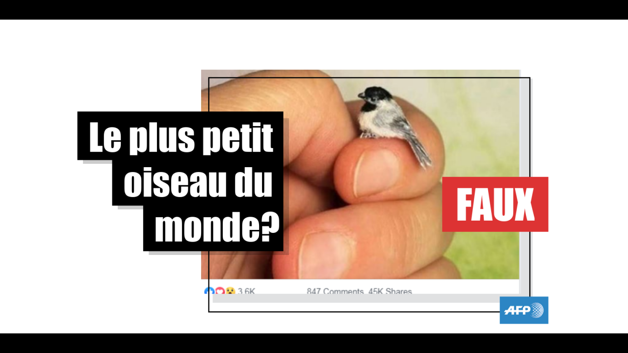 Non Cette Photo Ne Montre Pas Un Véritable Oiseau Mais Une